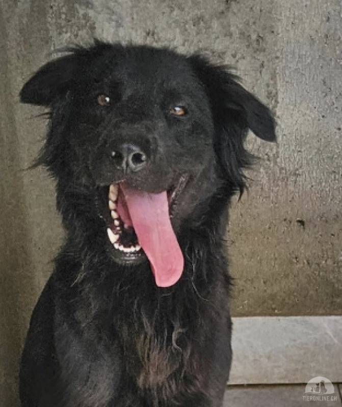 Benji (2 Jahre) - Sportskanone sucht sein Glück