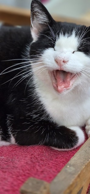 Herr Baldrian, Hauskatze – Katze zur Adoption in Rümlang (ZH)