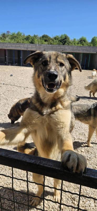 Franky (2 Jahre) sucht dringend sein Zuhause