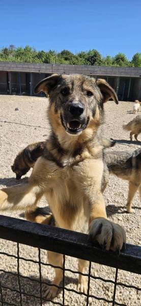 Franky (2 Jahre) sucht dringend sein Zuhause