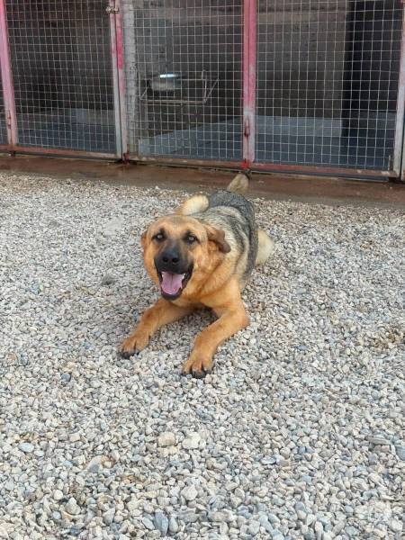 Mario(2 Jahre) – große Pfoten, großer Charakter
