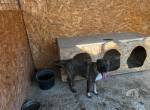 Fanny sucht ein ruhiges Zuhause