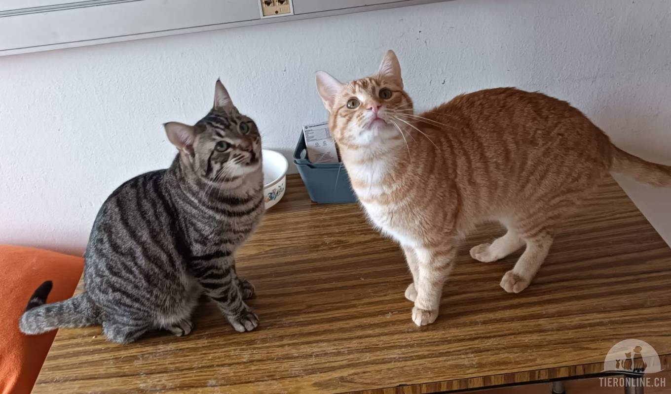Max und Sammy- Brüder fürs Leben
