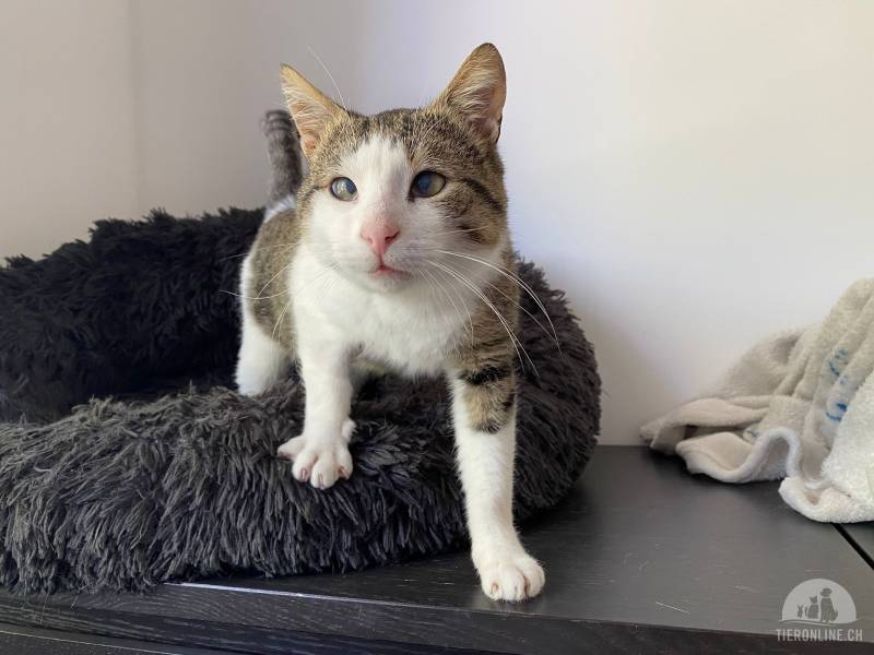 Lounis (10 Monate) - Kleiner Charmeur sucht dich