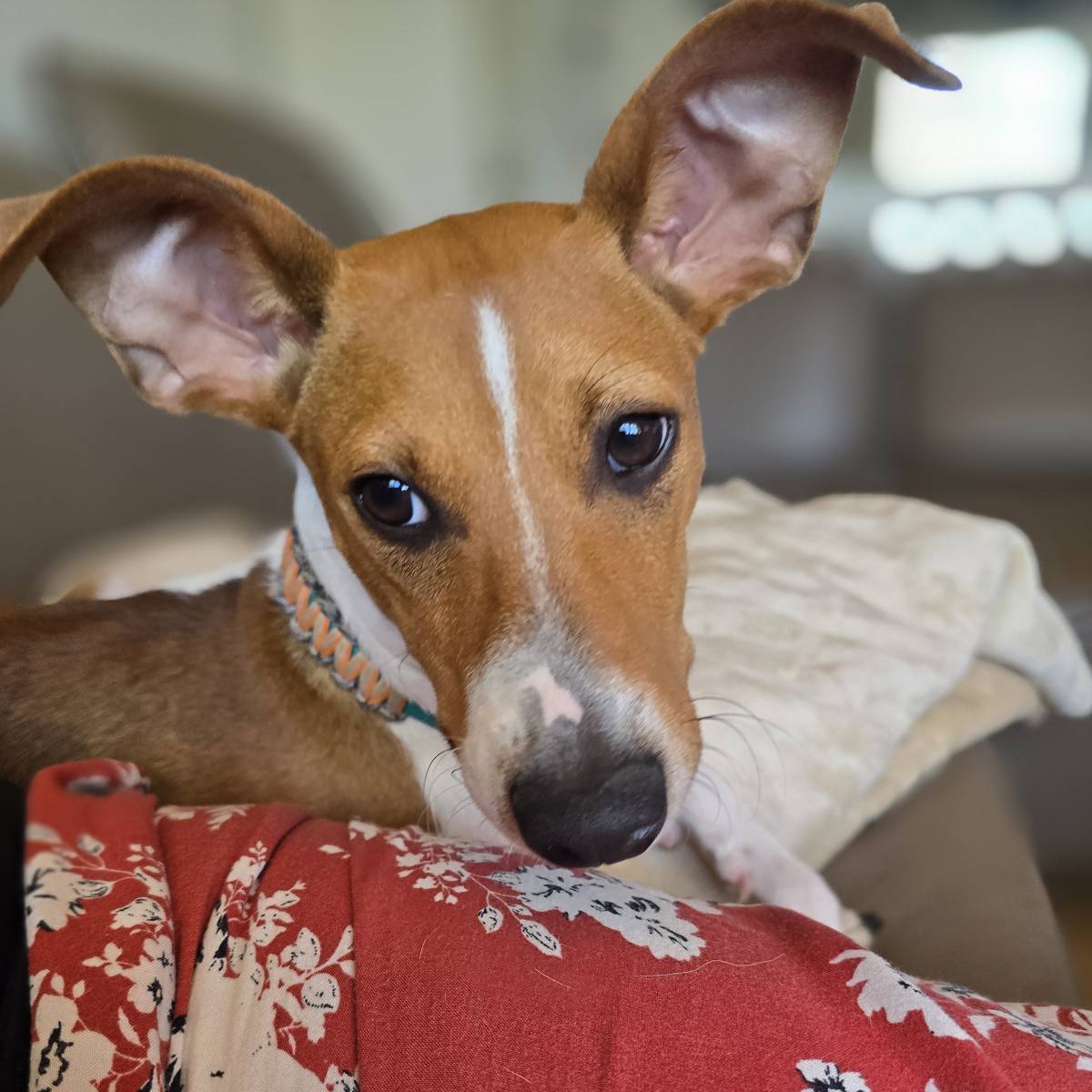 Willy, Mischling – Hund zur Adoption in St. Gallen (SG)