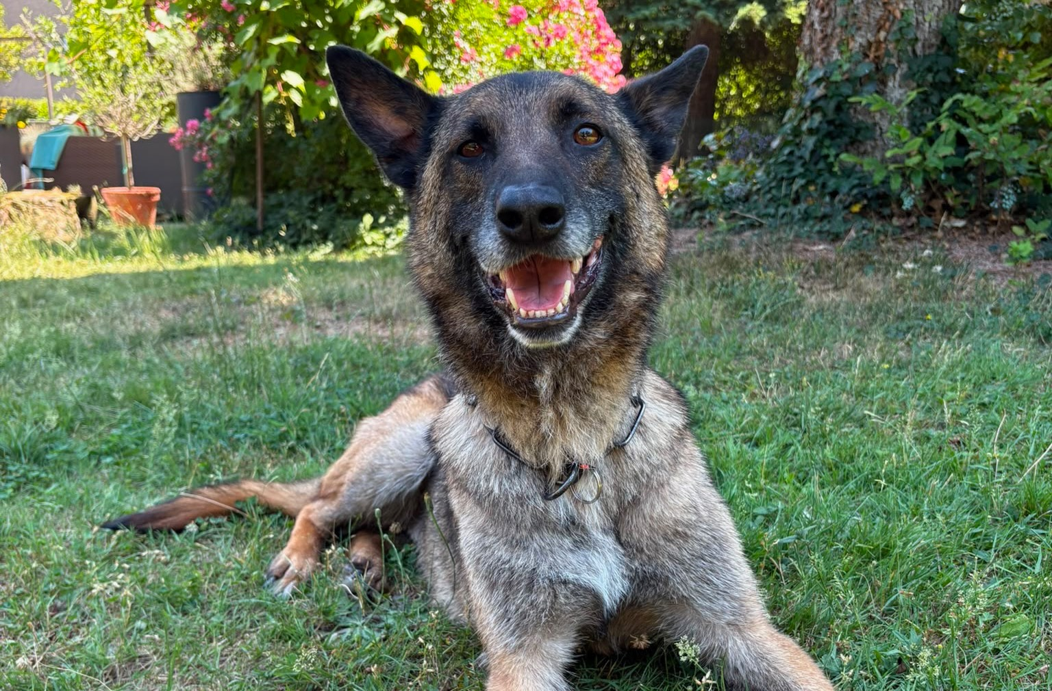 King, Malinois-Mischling – Hund zur Adoption im Kanton Zürich