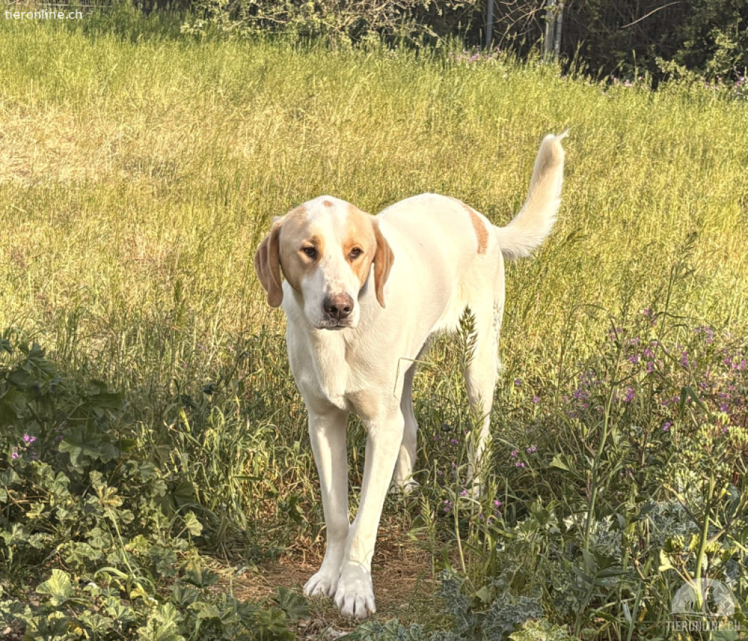 Monty unser zarter Riese
