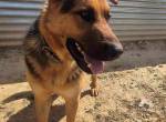 Rex- ein toller Schäfer Mix der sich auf jeden Besuch freut