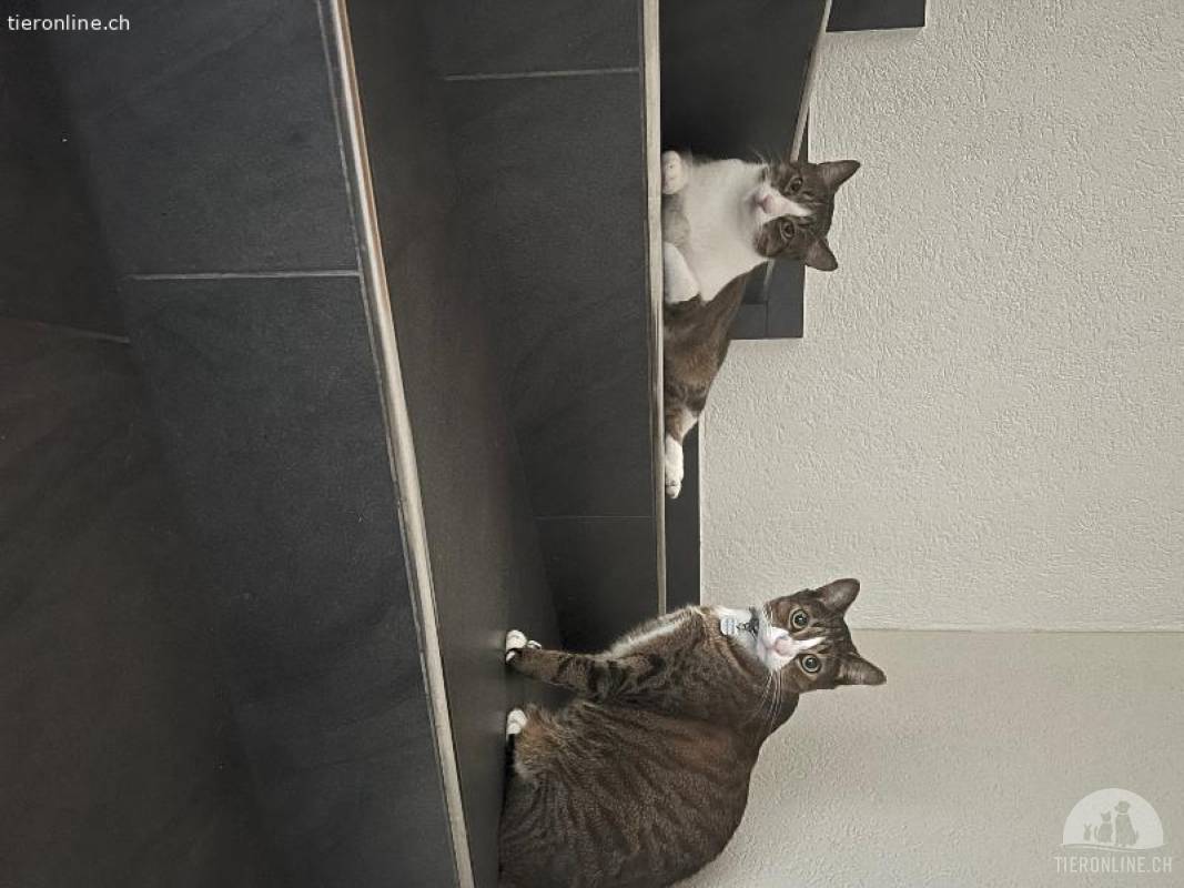 Brüder suchen gemeinsam ein neues zuhause!