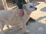 Fortuna- Herzenshund sucht liebevolles Zuhause