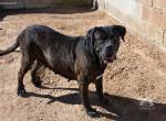 Shila sucht ein Zuhause!