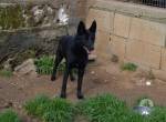Leone sucht ein Zuhause!