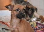 Mel - süßes Hundekind sucht Zuhause für's Leben