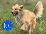 Loki ein wunderhübscher Rüde