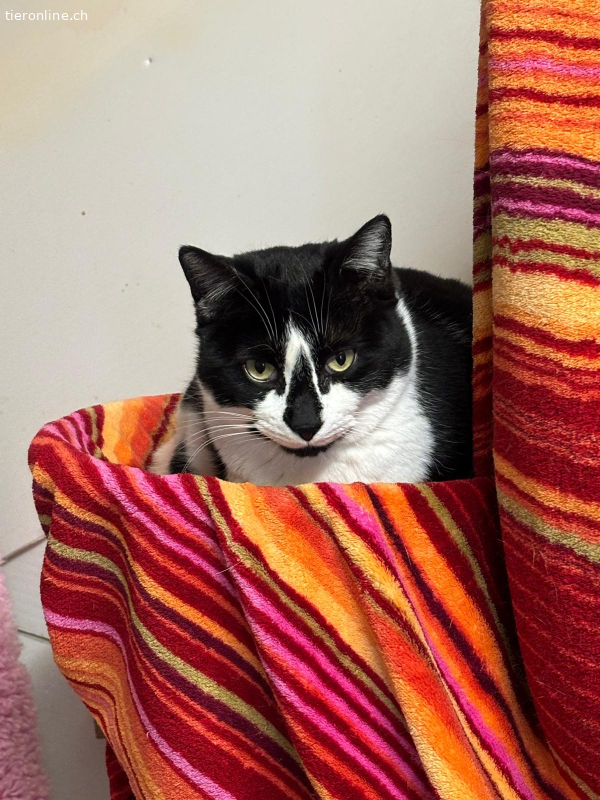 unser ruhiger Kami, EHK – Katze zur Adoption im Kanton Zürich