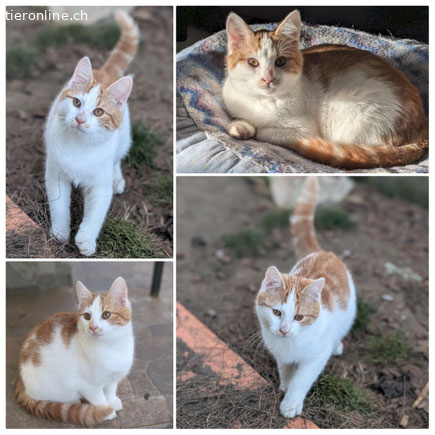 Wundervoller Purzel, Europäische Hauskatze – Katze zur Adoption im Kanton Zürich