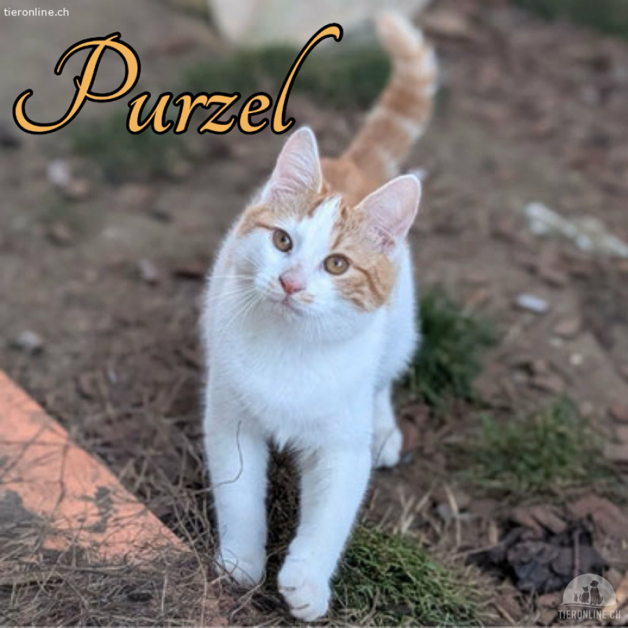 RESERVIERT - Wundervoller Purzel wünscht sich ein Zuhause