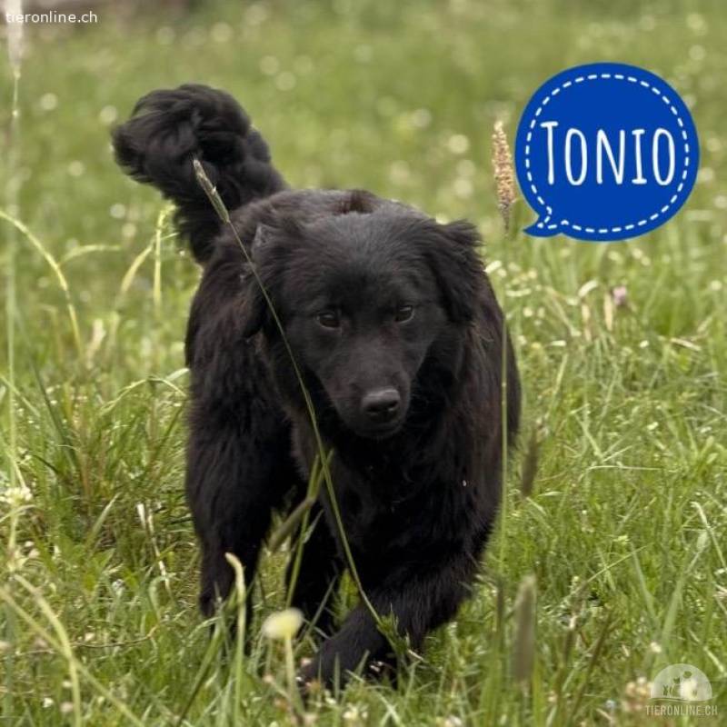 Tonio ein lovely dog- Zwerg-Retriver