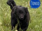 Tonio ein lovely dog- Zwerg-Retriver