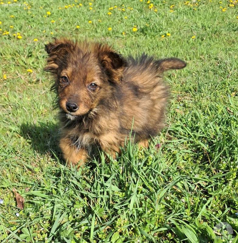 Kleiner Hund zur Adoption