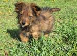 Kleiner Hund zur Adoption