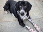 Phos - ein Hund, dessen Geschichte berührt
