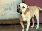 Unsicherer Louis sucht liebevolles Zuhause