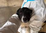 Verspielter Welpe Silvester sucht ein Zuhause