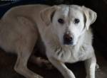 AICO, typisch Labrador! adopt doni´t shop