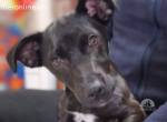 Chico -ein wahrer Überlebenskünstler