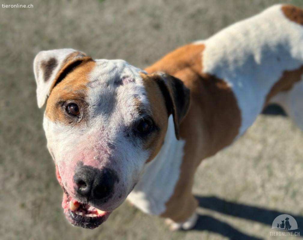 Yukon sucht ein Zuhause