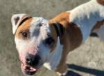 Yukon sucht ein Zuhause
