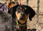 Sharif -ein besonderer Hund, freundlich,sozial und liebevoll