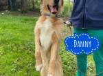Danny ein freundlicher Hundebub