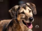 Theo (5 Jahre), ein Hund mit einem Geheimnis