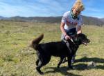 Rico – ein stiller Begleiter sucht ein ruhiges Zuhause