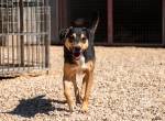 Lilia (3 Jahre) – eine besondere Hündin sucht ihr Zuhause