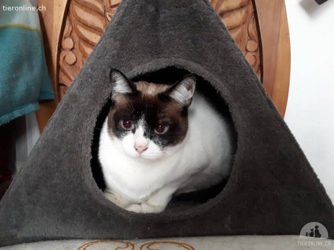 Sensibles Katzenmädchen Vane sucht Lieblingsmenschen