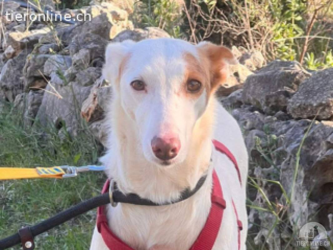 Alonso - ein wunderbarer Podenco-Rüde