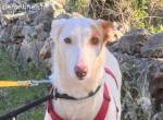 Alonso - ein wunderbarer Podenco-Rüde