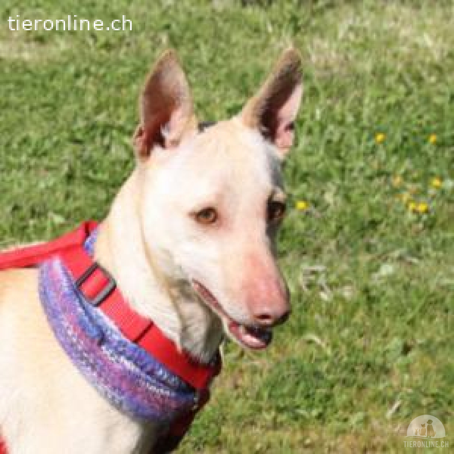 Lukas - der sanftmütige Jagdhund