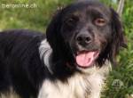 Chuck - sanfter Kämpfer mit neuem Lebensmut