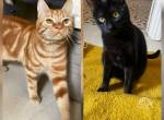 VIELE KATZENBABYS AUS DEM TIERSCHUTZ  SUCHEN EIN ZU HAUSE