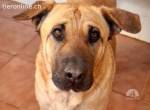 Gigi -eine zauberhafte Knutschkugel