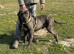 Brutus – ein treuer Freund sucht seinen letzten Herzensplatz