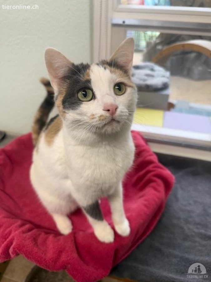 Katzendame Bijou sucht ihr Für-immer-Zuhause