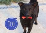 Teo ein feiner Bub