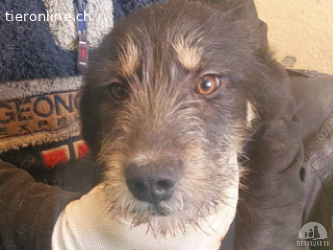 Thor - grosser Name mit sanften Wesen