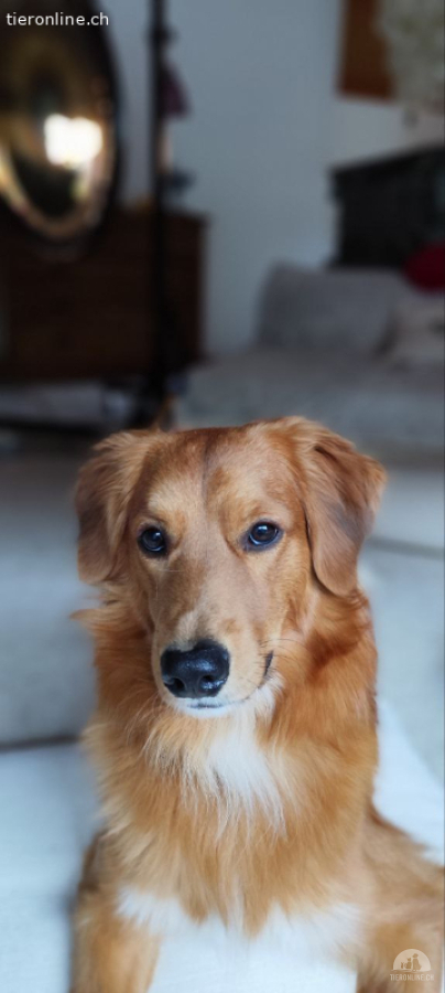Sucht sportliches Zuhause - gerne auch als 2.Hund