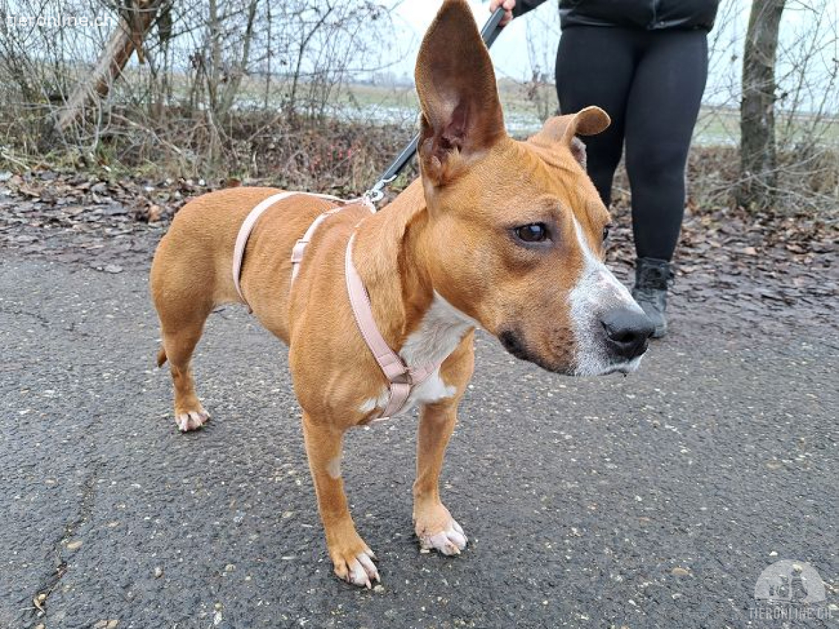 BELLA, bezaubernde Mixhündin,ca. 2J.,Handicap*Gnadenplatz gesucht*